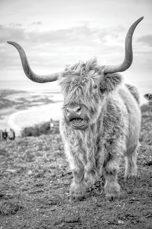 Picture of HIGHLAND COWS VI