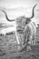 Picture of HIGHLAND COWS VI