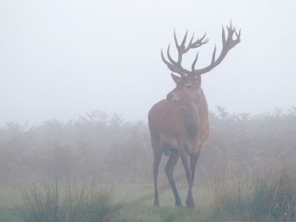 Picture of IN THE MIST