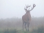 Picture of IN THE MIST