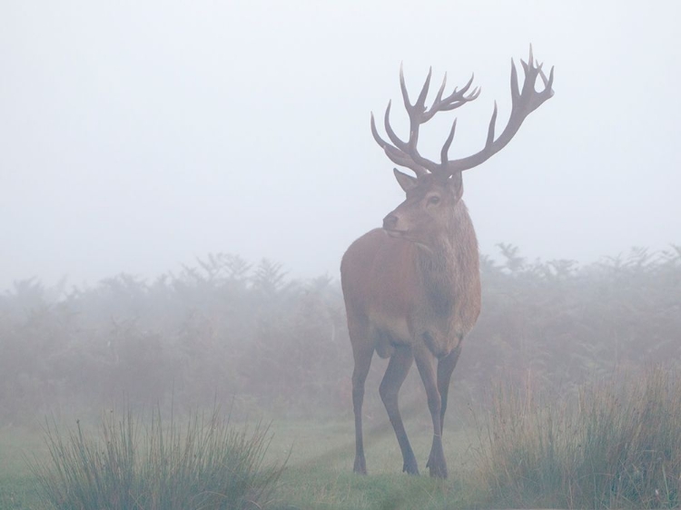 Picture of IN THE MIST