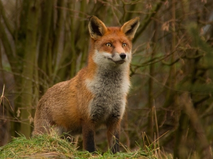 Picture of KING OF THE HILL