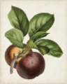 Picture of ANTIQUE FRUIT IX