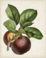 Picture of ANTIQUE FRUIT IX