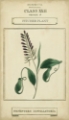 Picture of LINNAEAN BOTANY II