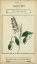 Picture of LINNAEAN BOTANY II