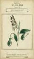 Picture of LINNAEAN BOTANY II