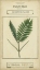 Picture of LINNAEAN BOTANY IV
