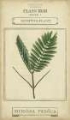 Picture of LINNAEAN BOTANY IV