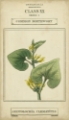 Picture of LINNAEAN BOTANY V
