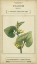 Picture of LINNAEAN BOTANY V