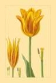 Picture of TULIPE BOSSUELLE