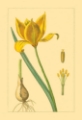 Picture of TULIPE SAUVAGE