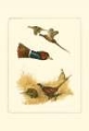 Picture of PHEASANTS