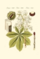 Picture of BERTUCH HORSE CHESTNUT