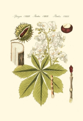 Picture of BERTUCH HORSE CHESTNUT