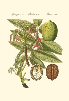 Picture of BERTUCH WALNUT