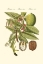 Picture of BERTUCH WALNUT