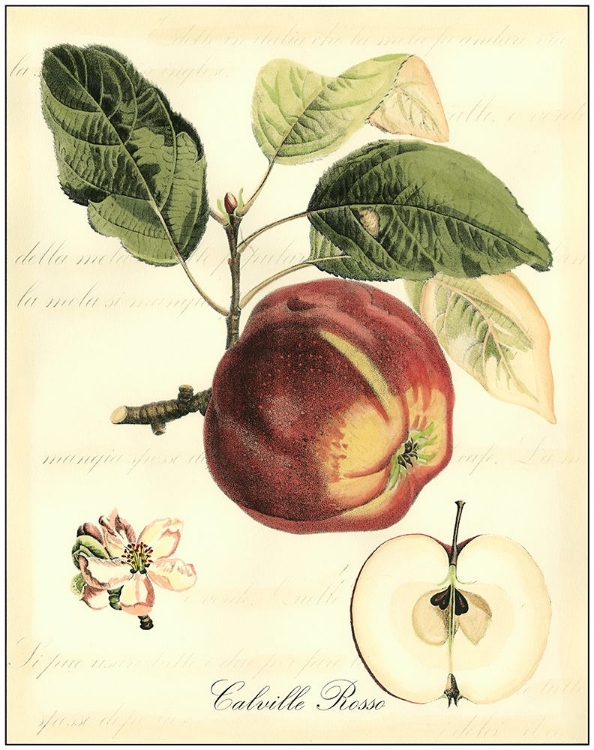 Picture of PRINTED TUSCAN FRUITS I