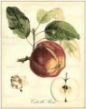 Picture of PRINTED TUSCAN FRUITS I
