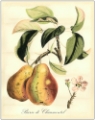 Picture of PRINTED TUSCAN FRUITS IV
