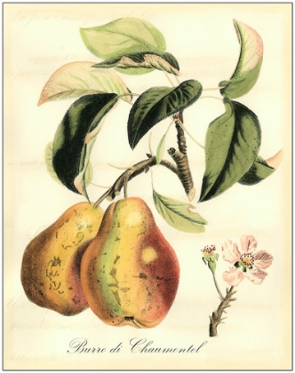 Picture of PRINTED TUSCAN FRUITS IV