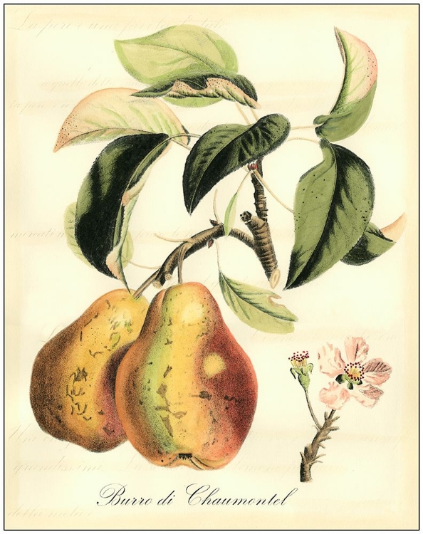Picture of PRINTED TUSCAN FRUITS IV