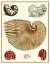 Picture of STUDIES IN SYMMETRY II