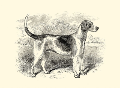 Picture of FOXHOUND