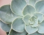 Picture of LUSTR SUCCULENT GLOW IN PEARL WHITE III