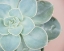 Picture of LUSTR SUCCULENT GLOW IN PEARL WHITE IV