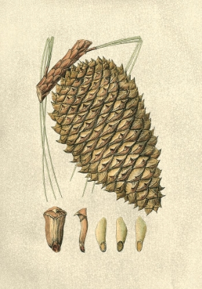 Picture of CRACKLED WOODLAND PINECONES I