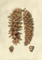 Picture of CRACKLED WOODLAND PINECONES III