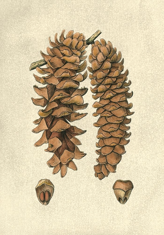 Picture of CRACKLED WOODLAND PINECONES III