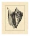 Picture of VINTAGE SHELL IV