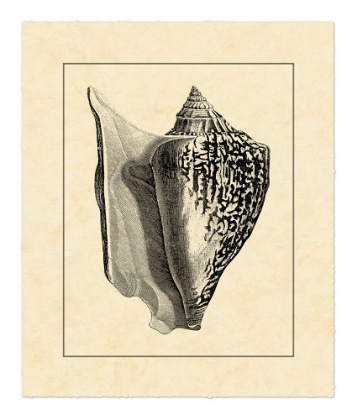 Picture of VINTAGE SHELL IV
