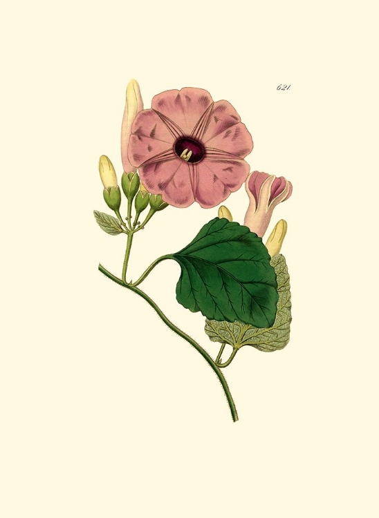 Picture of MORNING GLORY II