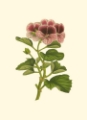Picture of PINK GERANIUM II