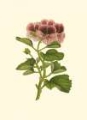 Picture of PINK GERANIUM II