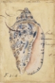Picture of SEASHELL EPHEMERA I