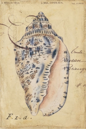 Picture of SEASHELL EPHEMERA I