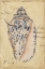 Picture of SEASHELL EPHEMERA I