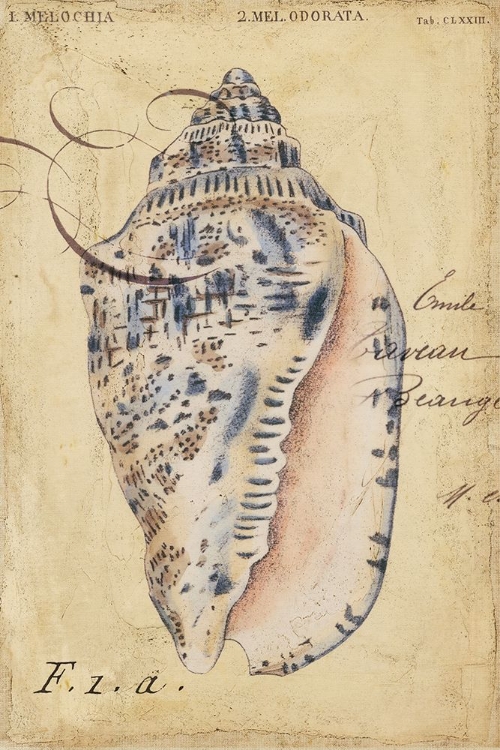 Picture of SEASHELL EPHEMERA I