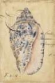 Picture of SEASHELL EPHEMERA I