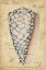 Picture of SEASHELL EPHEMERA IV