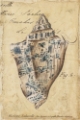 Picture of SEASHELL EPHEMERA VI