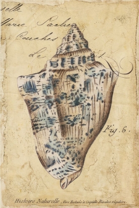 Picture of SEASHELL EPHEMERA VI