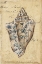 Picture of SEASHELL EPHEMERA VI