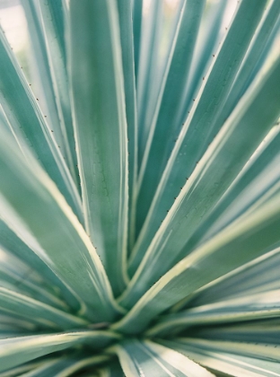 Picture of TROPICAL PLANTS II