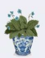 Picture of PLANTER WITH BLUE FLOWER PLANT